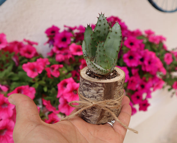 QUARTIERI Segnaposto cactus pianta grassa in legno di castagno