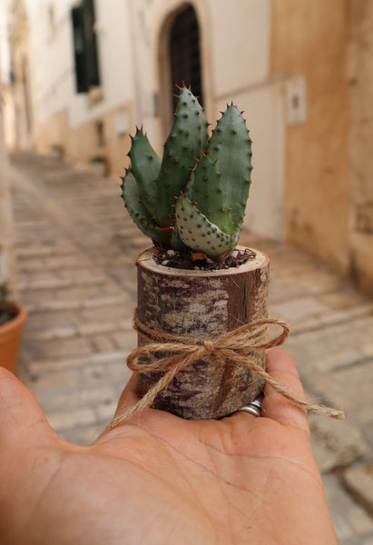 QUARTIERI Segnaposto cactus pianta grassa in legno di castagno